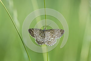 Lewes moth Scopula immorata