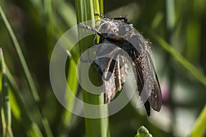 Lewes moth Scopula immorata