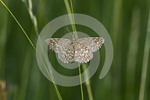 Lewes moth Scopula immorata