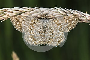 Lewes moth Scopula immorata