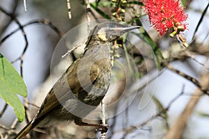 Lewin`s Honeyeater in Australia