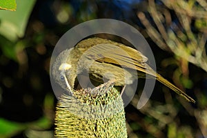 Lewin`s Honeyeater in Australia