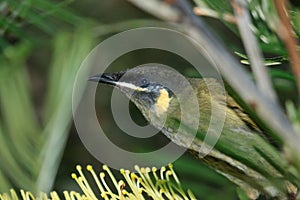 Lewin`s Honeyeater in Australia