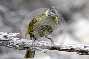 Lewin's Honeyeater