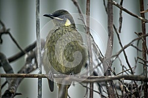 Lewin`s Honeyeater bird