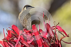 Lewin`s Honeyeater