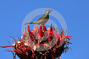 Lewin`s Honeyeater