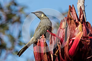 Lewin`s Honeyeater