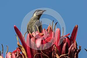 Lewin`s Honeyeater