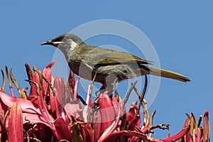 Lewin`s Honeyeater