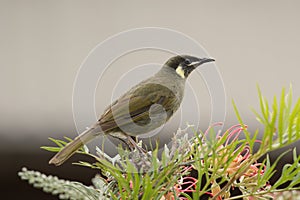 Lewin's Honeyeater (Meliphaga lewinii)