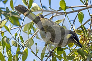 Lewin`s Honeyeater in Queensland Australia