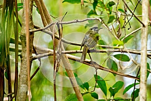 Lewin`s honeyeater siting down on the twig.