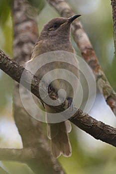 Lewins`s Honeyeater