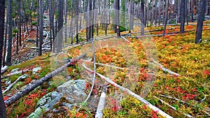 Lewis and Clark National Forest Montana