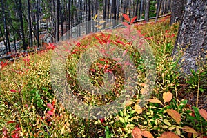 Lewis and Clark National Forest Montana