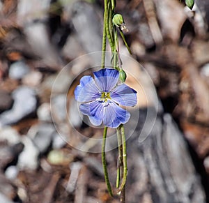 Lewis Flax Flower (Linum Lewisii)