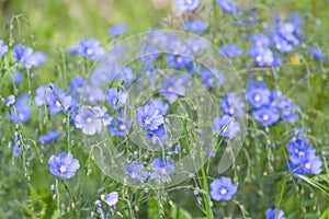 Lewis flax, Linum lewisii, blue flowering Baja California