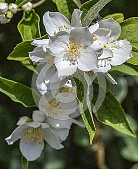 Lewis` Mock Orange Cluster of Flowers