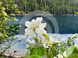 Lewis` Mock-orange, Philadelphus lewisii