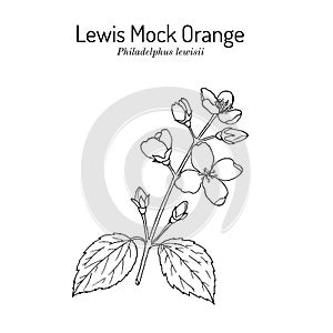 Lewis mock-orange Philadelphus lewisii , state flower of Idaho