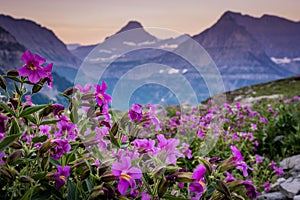 Lewis Monkeyflowers Bloom Along Highline Trail With Mount Oberlin In The Distance photo