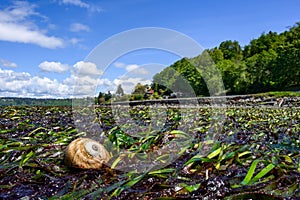 Lewis`s Moon Snail on a bed of green and red seaweeds at low tide, as a nature background, Golden Gardens Park, Washington, USA