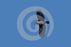 LewisÃ¢â¬â¢s Woodpecker bird