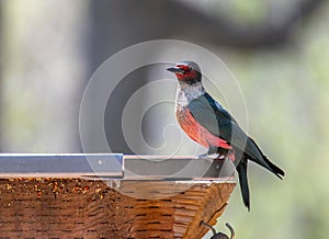 Lewis`s Woodpecker at a Colorado Feeding Station photo