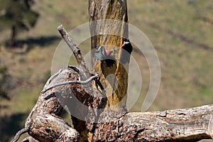 Lewis`s Woodpecker Courtship Behavior