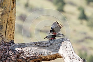 Lewis`s woodpeckers preparing to breed.