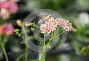 Lewisia cotyledon flowers growing