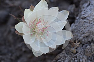 Lewisia rediviva photo