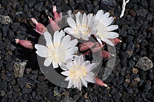 Lewisia Rediviva photo