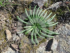 Lewisia rediviva Foliage