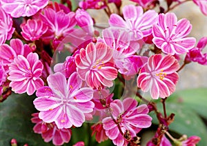 Lewisia Twedei Rosa flowers