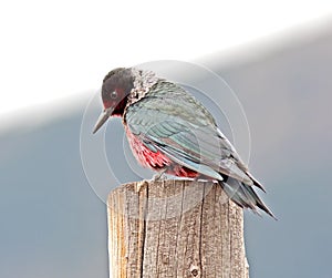 Lewiss Woodpecker