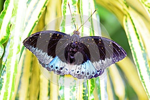 Lexias dirtea , Black-tipped archduke butterfly , butterflies of Malaysia photo