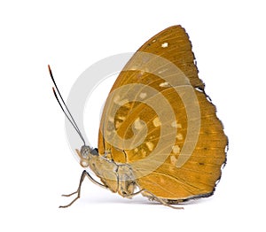 Lexias dirtea (female) butterfly