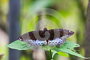 Lexias pardalis butterfly in blue and black photo