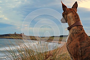 Lexie looking out to Dunstanburgh Castle