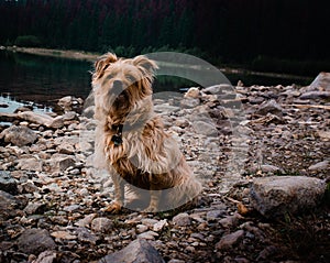 Lexy after an early morning dip in the lake looks inquisitively as if to say what now