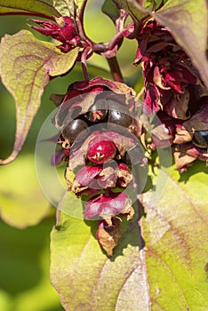 Leycesteria formosa