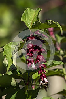 Leycesteria formosa