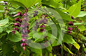 Leycesteria formosa  with berries in autumn. soft focus