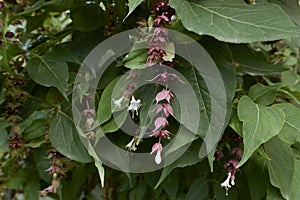 Leycesteria formosa in bloom