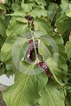 Leycesteria formosa in bloom