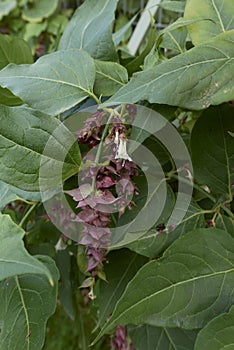 Leycesteria formosa in bloom