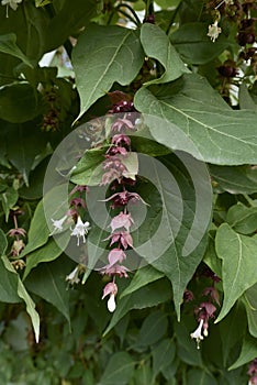 Leycesteria formosa in bloom