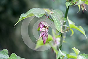 Leycesteria formosa the Himalayan honeysuckle flowers in bloom, dark red flowering plant, green leaves